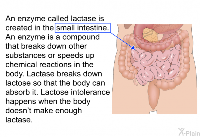 An enzyme called lactase is created in the small intestine. An enzyme is a compound that breaks down other substances or speeds up chemical reactions in the body. Lactase breaks down lactose so that the body can absorb it. Lactose intolerance happens when the body doesn't make enough lactase.