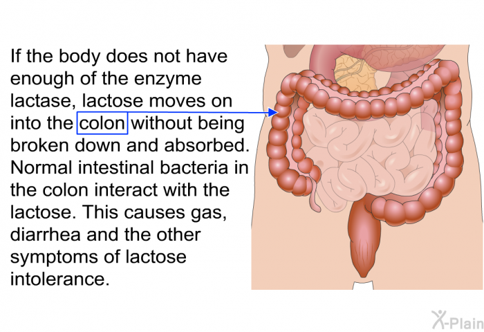 If the body does not have enough of the enzyme lactase, lactose moves on into the colon without being broken down and absorbed. Normal intestinal bacteria in the colon interact with the lactose. This causes gas, diarrhea and the other symptoms of lactose intolerance.