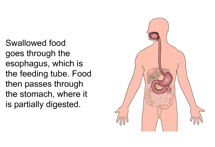Swallowed food goes through the esophagus, which is the feeding tube. Food then passes through the stomach, where it is partially digested.