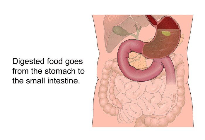 Digested food goes from the stomach to the small intestine.