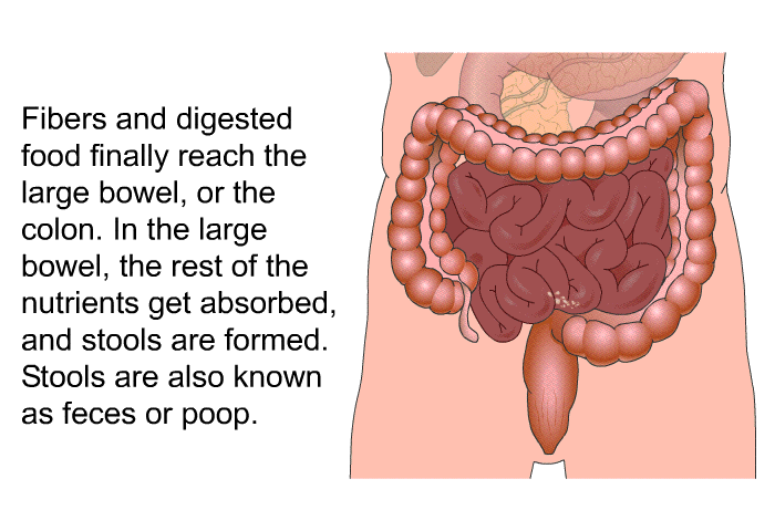 Fibers and digested food finally reach the large bowel, or the colon. In the large bowel, the rest of the nutrients get absorbed, and stools are formed. Stools are also known as feces or poop.