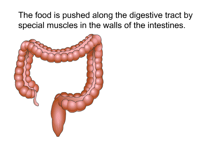 The food is pushed along the digestive tract by special muscles in the walls of the intestines.