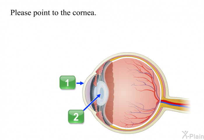 Please point to the cornea.