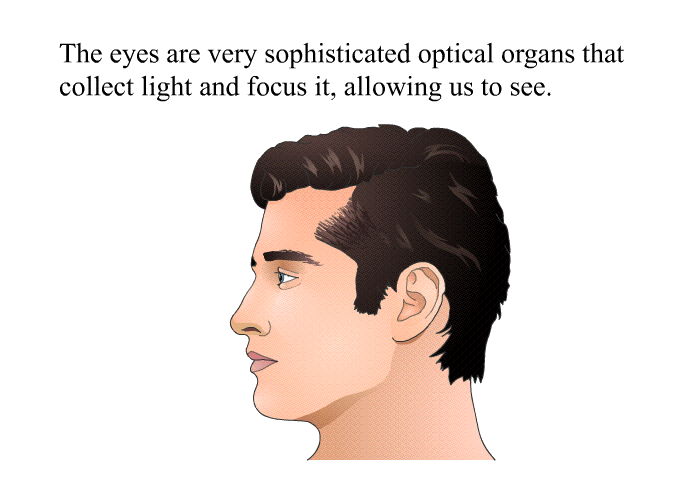 The eyes are very sophisticated optical organs that collect light and focus it, allowing us to see.