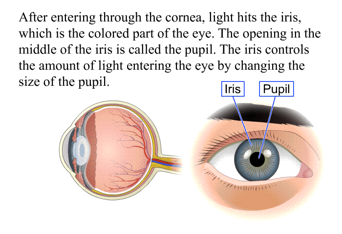 After entering through the cornea, light hits the iris, which is the colored part of the eye. The opening in the middle of the iris is called the pupil. The iris controls the amount of light entering the eye by changing the size of the pupil.
