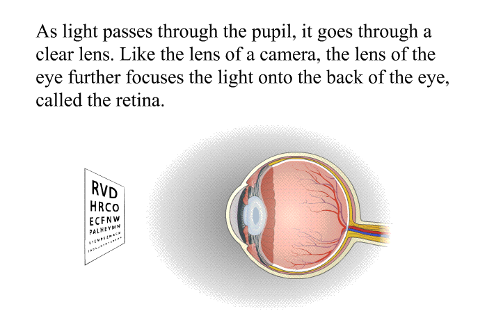 As light passes through the pupil, it goes through a clear lens. Like the lens of a camera, the lens of the eye further focuses the light onto the back of the eye, called the retina.