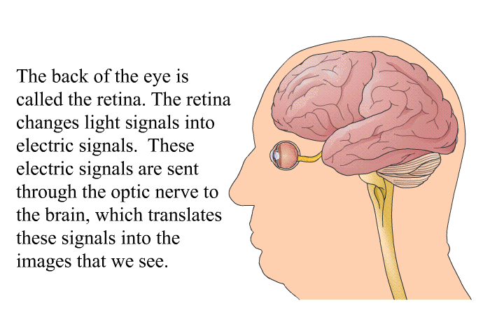 The back of the eye is called the retina. The retina changes light signals into electric signals. These electric signals are sent through the optic nerve to the brain, which translates these signals into the images that we see.