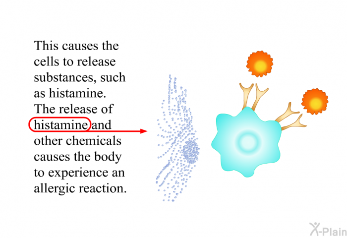 This causes the cells to release substances, such as histamine. The release of histamine and other chemicals causes the body to experience an allergic reaction.