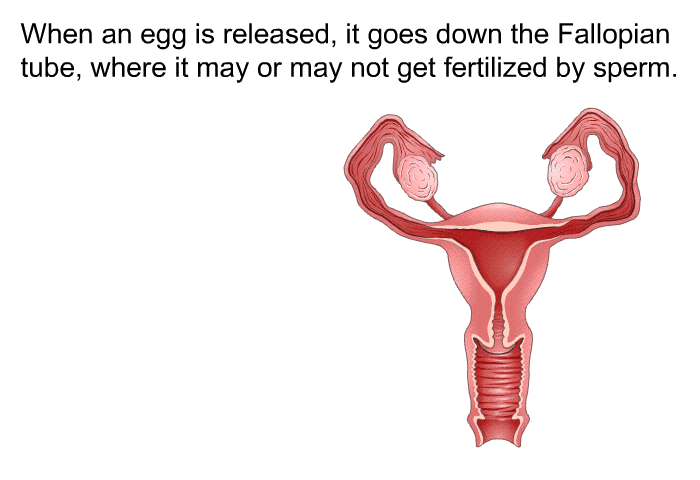 When an egg is released, it goes down the Fallopian tube, where it may or may not get fertilized by sperm.