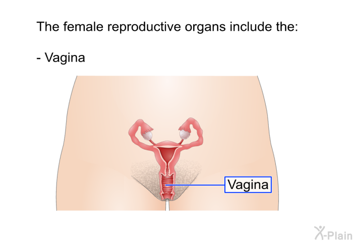 The female reproductive organs include the:  Vagina