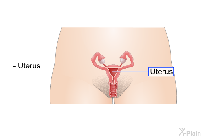 Uterus