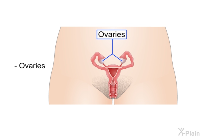 Ovaries