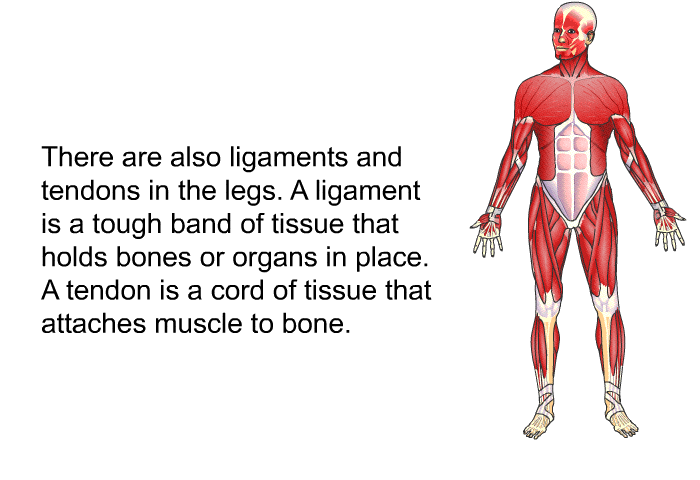 There are also ligaments and tendons in the legs. A ligament is a tough band of tissue that holds bones or organs in place. A tendon is a cord of tissue that attaches muscle to bone.