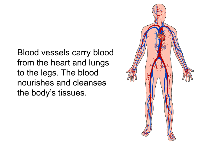 Blood vessels carry blood from the heart and lungs to the legs. The blood nourishes and cleanses the body's tissues.