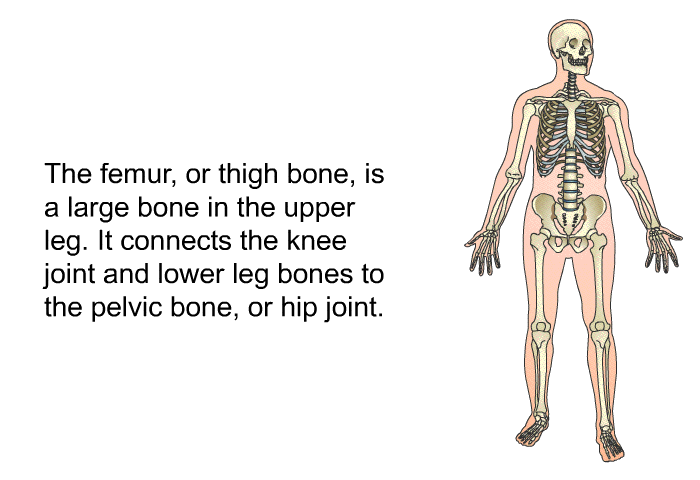 The femur, or thigh bone, is a large bone in the upper leg. It connects the knee joint and lower leg bones to the pelvic bone, or hip joint.