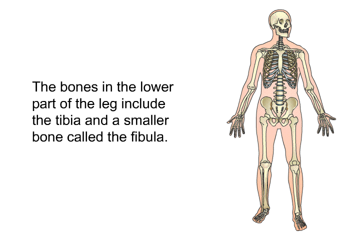The bones in the lower part of the leg include the tibia and a smaller bone called the fibula.