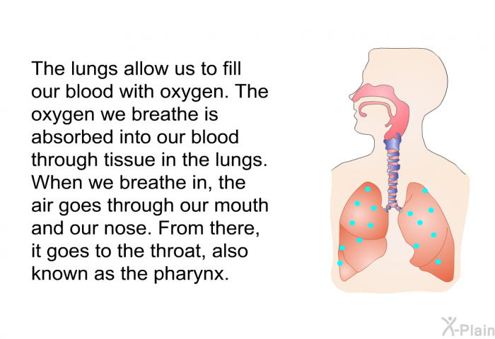 The lungs allow us to fill our blood with oxygen. The oxygen we breathe is absorbed into our blood through tissue in the lungs. When we breathe in, the air goes through our mouth and our nose. From there, it goes to the throat, also known as the pharynx.