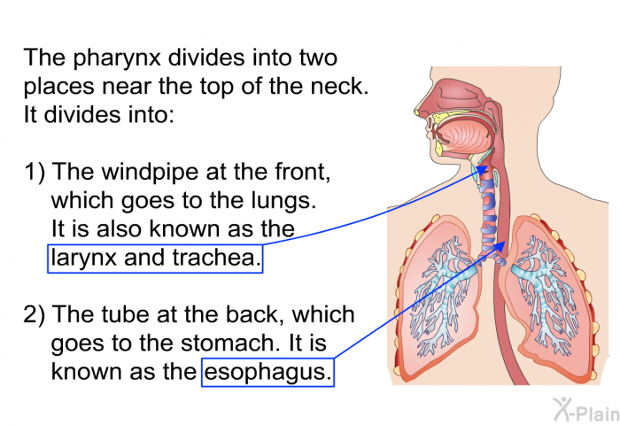 The pharynx divides into two places near the top of the neck. It divides into:  The windpipe at the front, which goes to the lungs. It is also known as the larynx and trachea. The tube at the back, which goes to the stomach. It is known as the esophagus.