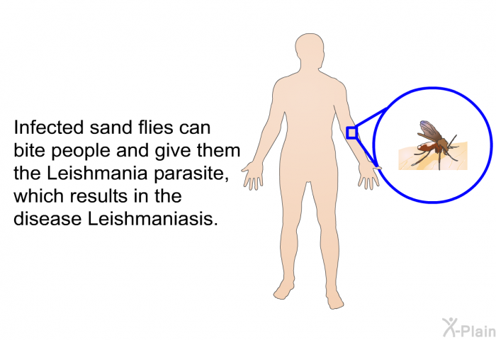 Infected sand flies can bite people and give them the Leishmania parasite, which results in the disease Leishmaniasis.