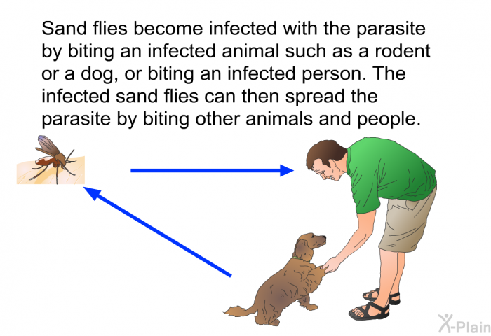 Sand flies become infected with the parasite by biting an infected animal such as a rodent or a dog, or biting an infected person. The infected sand flies can then spread the parasite by biting other animals and people.