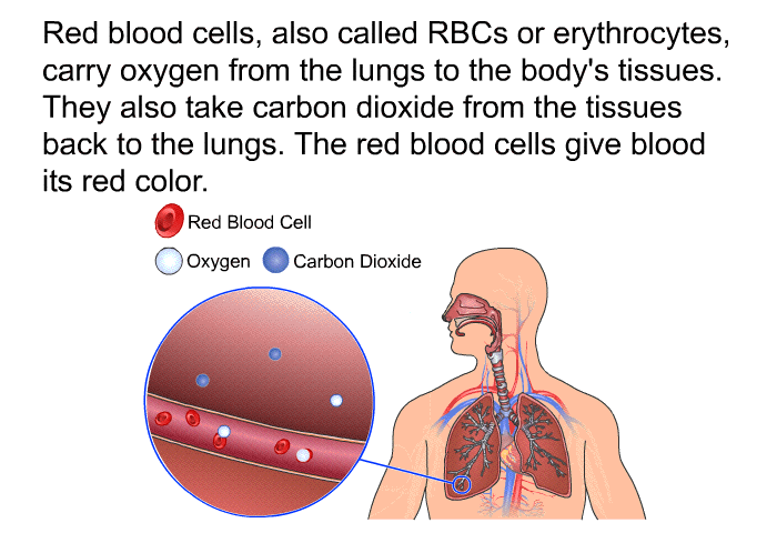 Red blood cells, also called RBCs or erythrocytes, carry oxygen from the lungs to the body's tissues. They also take carbon dioxide from the tissues back to the lungs. The red blood cells give blood its red color.