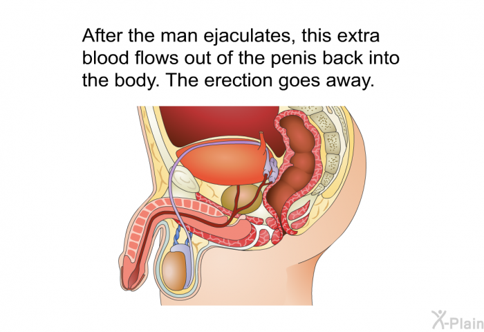 After the man ejaculates, this extra blood flows out of the penis back into the body. The erection goes away.