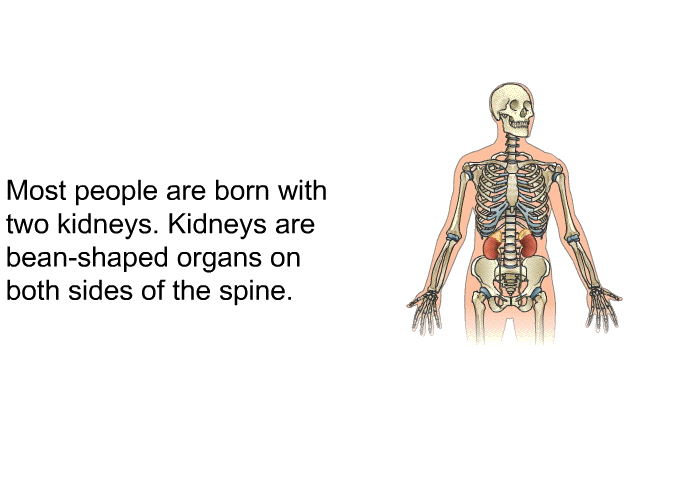 Most people are born with two kidneys. Kidneys are bean-shaped organs on both sides of the spine.