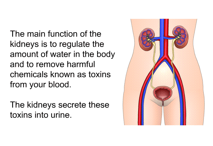 The main function of the kidneys is to regulate the amount of water in the body and to remove harmful chemicals known as toxins from your blood. The kidneys secrete these toxins into urine.