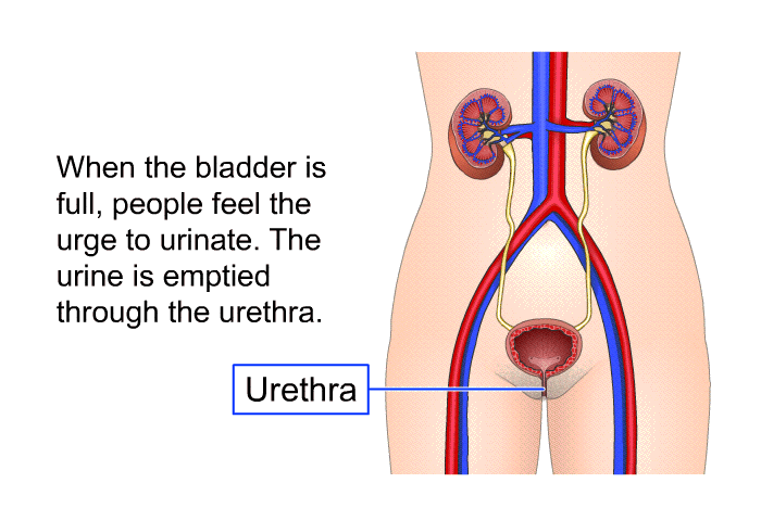 When the bladder is full, people feel the urge to urinate. The urine is emptied through the urethra.