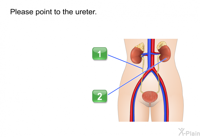 Please point to the ureter.