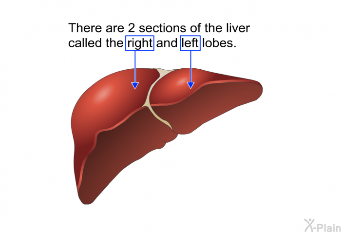 There are 2 sections of the liver called the right and left lobes.