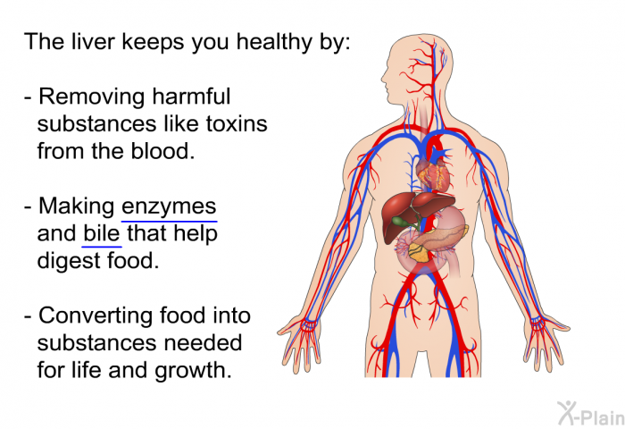 The liver keeps you healthy by:  Removing harmful substances like toxins from the blood. Making enzymes and bile that help digest food. Converting food into substances needed for life and growth.