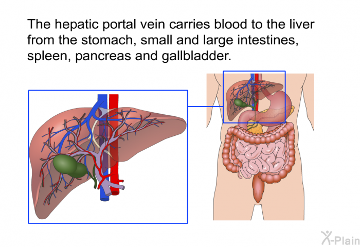 The hepatic portal vein carries blood to the liver from the stomach, small and large intestines, spleen, pancreas and gallbladder.
