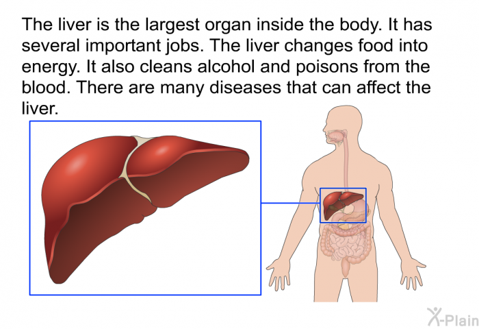 The liver is the largest organ inside the body. It has several important jobs. The liver changes food into energy. It also cleans alcohol and poisons from the blood. There are many diseases that can affect the liver.