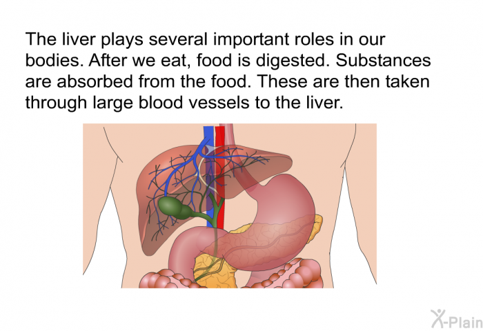 The liver plays several important roles in our bodies. After we eat, food is digested. Substances are absorbed from the food. These are then taken through large blood vessels to the liver.