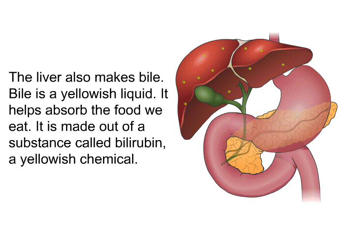 The liver also makes bile. Bile is a yellowish liquid. It helps absorb the food we eat. It is made out of a substance called bilirubin, a yellowish chemical.