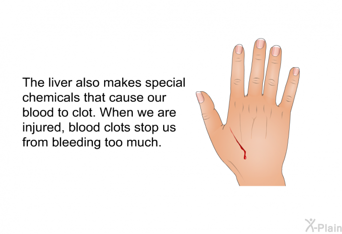 The liver also makes special chemicals that cause our blood to clot. When we are injured, blood clots stop us from bleeding too much.