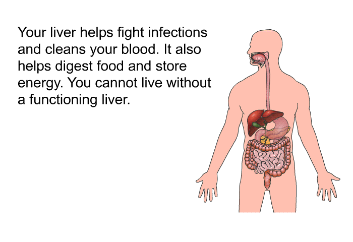 Your liver helps fight infections and cleans your blood. It also helps digest food and store energy. You cannot live without a functioning liver.