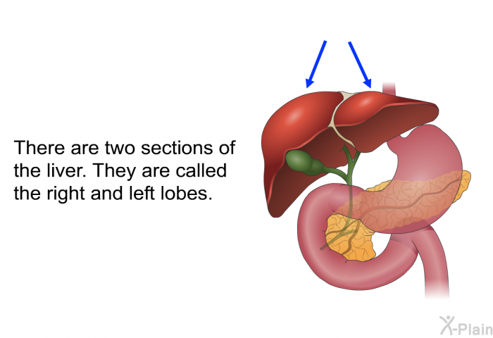There are two sections of the liver. They are called the right and left lobes.