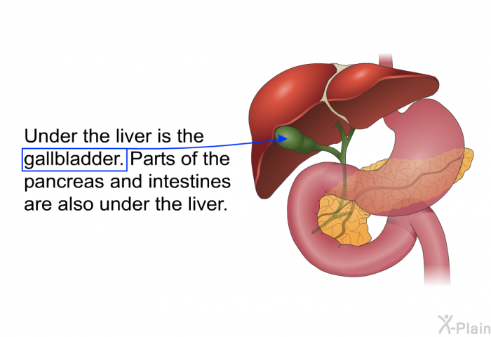 Under the liver is the gallbladder. Parts of the pancreas and intestines are also under the liver.