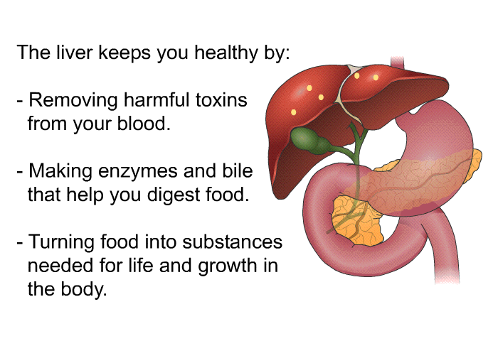 The liver keeps you healthy by:  Removing harmful toxins from your blood. Making enzymes and bile that help you digest food. Turning food into substances needed for life and growth in the body.