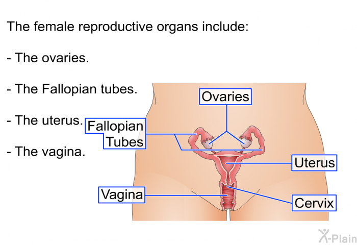 The female reproductive organs include:  The ovaries. The Fallopian tubes. The uterus. The vagina.