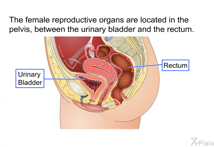 The female reproductive organs are located in the pelvis, between the urinary bladder and the rectum.