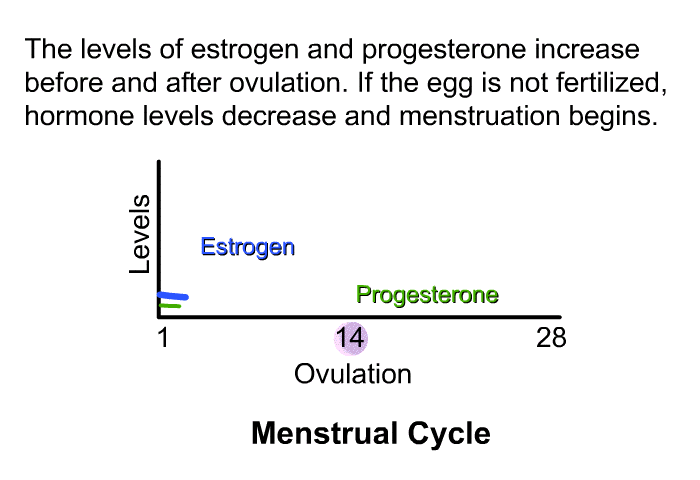 The levels of estrogen and progesterone increase before and after ovulation. If the egg is not fertilized, hormone levels decrease and menstruation begins.