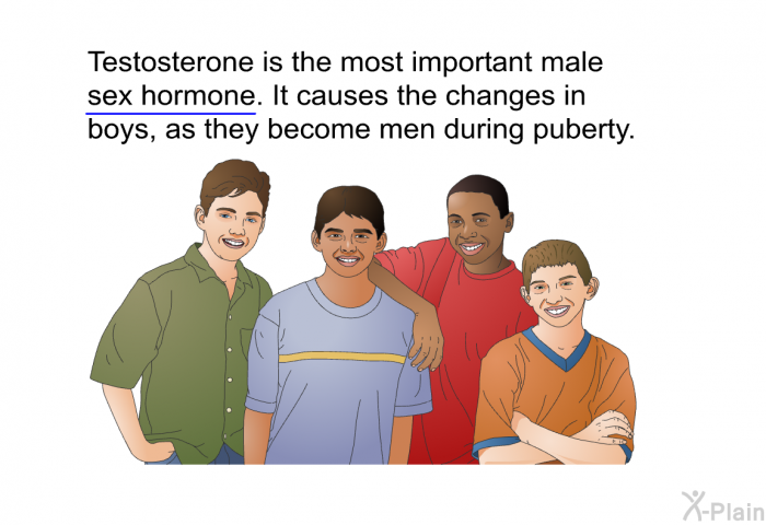 Testosterone is the most important male sex hormone. It causes the changes in boys, as they become men during puberty.