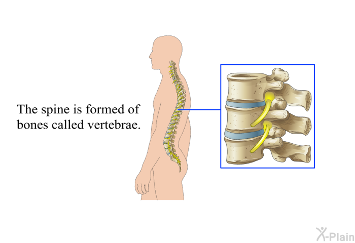 The spine is formed of bones called vertebrae.