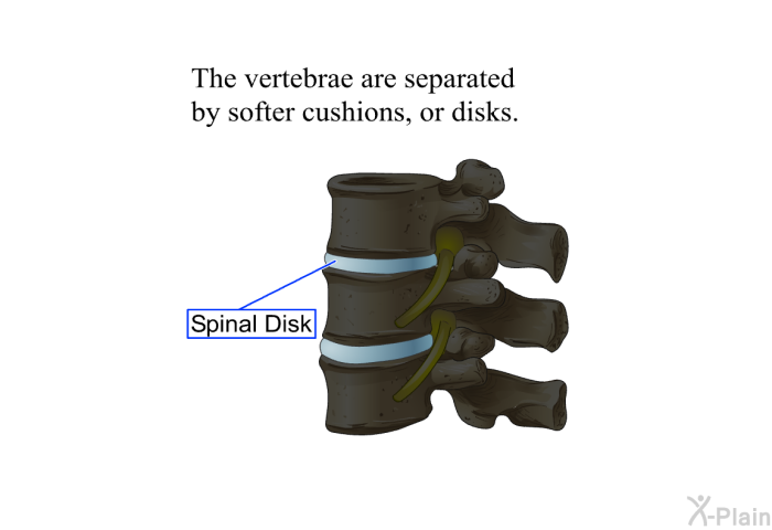 The vertebrae are separated by softer cushions, or disks.