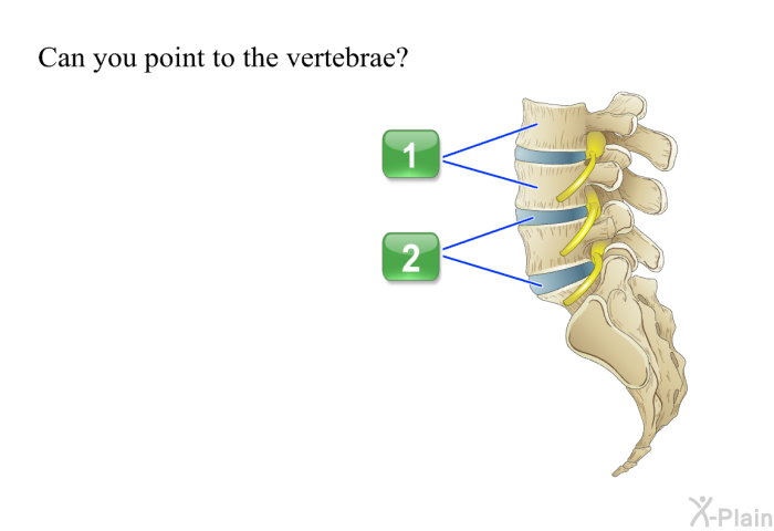 Can you point to the vertebrae?