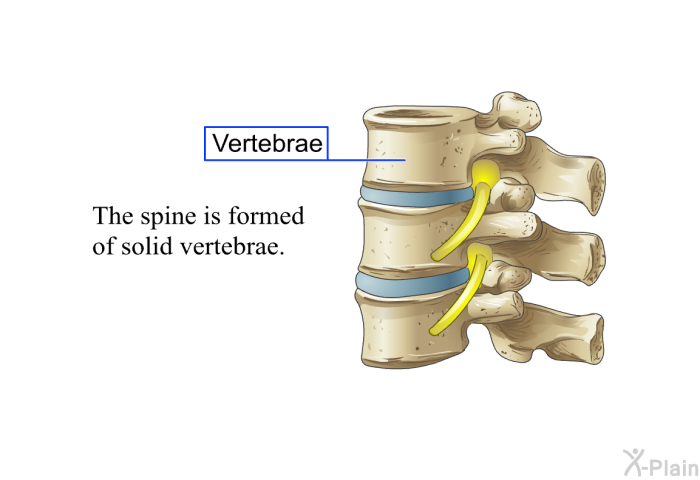 The spine is formed of solid vertebrae.