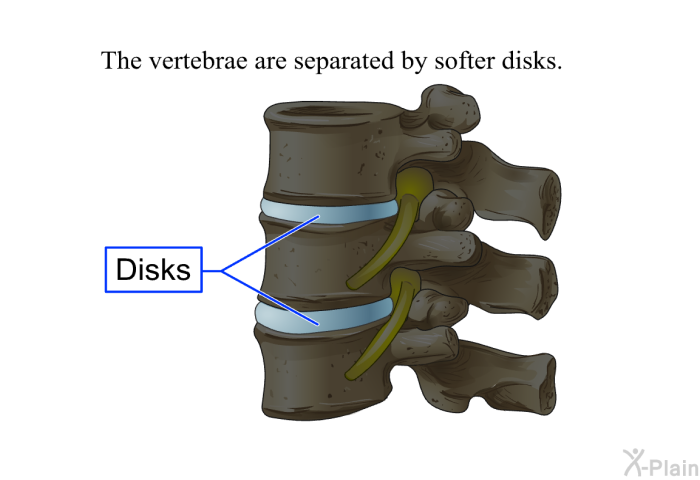 The vertebrae are separated by softer disks.